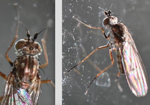 Syntormon sp.